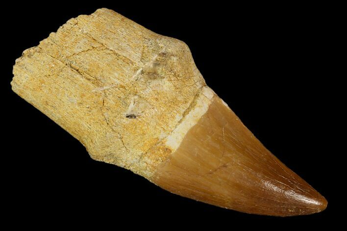 Fossil Rooted Mosasaur (Mosasaurus) Tooth - Morocco #117066